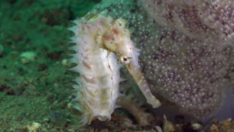 caballito de mar espinoso blanco de cerca junto al coral blando rosa