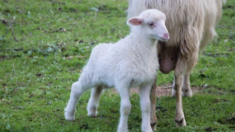 adorable, fluffy white lamb stretching its legs outside next to its mother in sardinia, italy