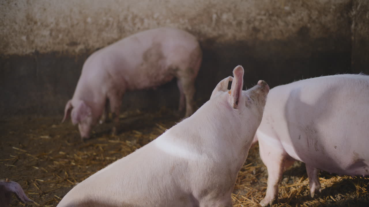 농장 창고에 있는 돼지