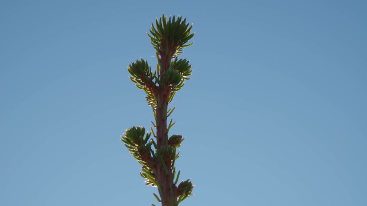 Close-up of a Young Conifer Branch Against a Clear Blue Sky