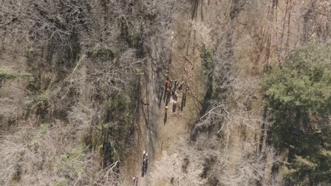 disparo de drone giratorio de personas en un bosque moviendo árboles del suelo