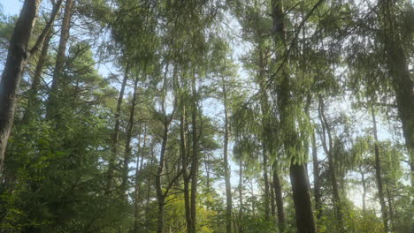 English-forest-trees-with-slow-pan-down-revealing-trees-swaying-in-the-breeze-on-summer-day