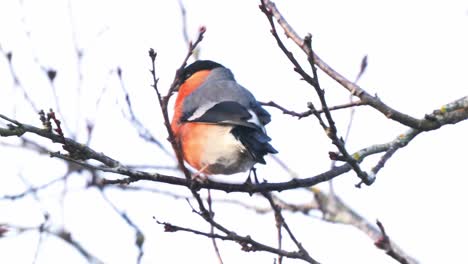 male bullfinch perched on tree branch moving in wind