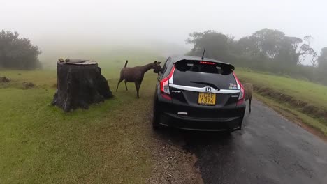 getting close to the sri lankan sambar deer in horton plains foggy road, feeding the deers clip.