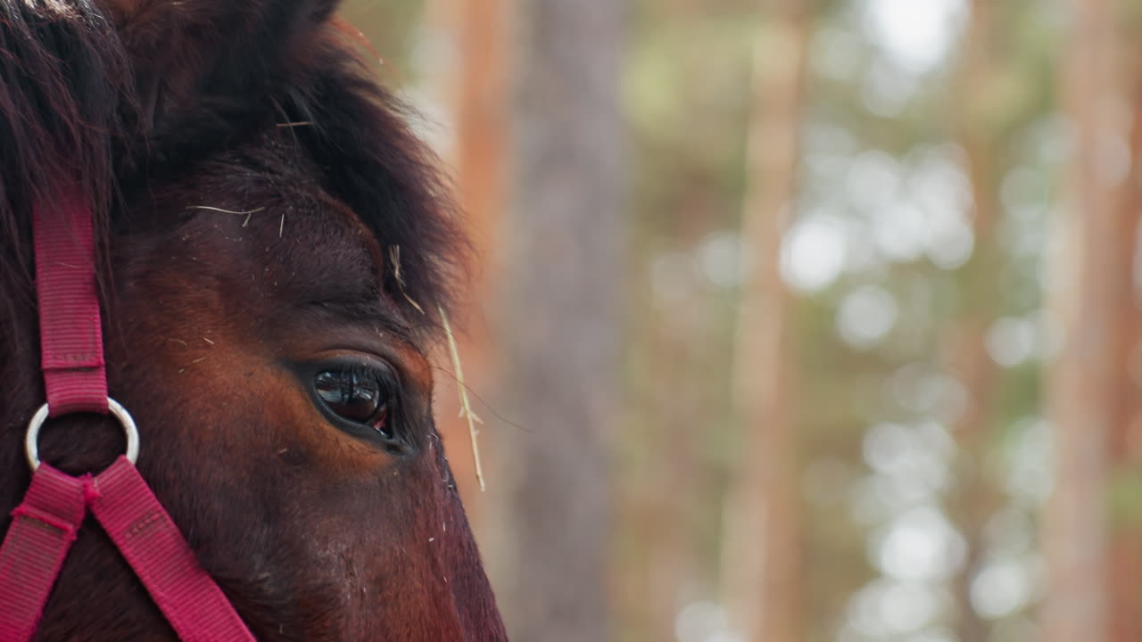 retrato equino y apacible, caballo tranquilo con mirada amable fotografiado en un entorno natural, caballo relajado con expresión reflexiva en un entorno rural tranquilo con enfoque artístico