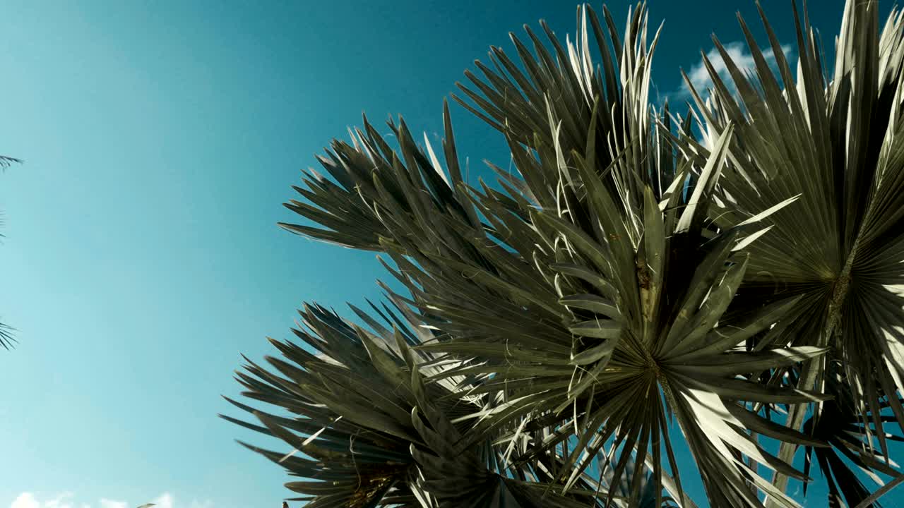 palmera en un día soleado con fondo de cielo azul