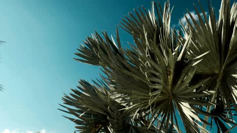 palm tree in sunny day with blue sky background