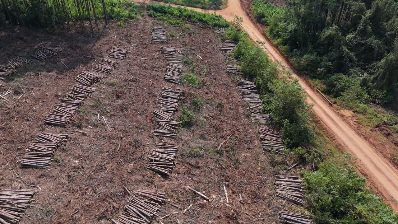 Flying over deforested pine plantation with stacked logs.