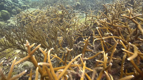 La-Cámara-Recorre-Un-Vasto-Campo-De-Carbón-Cuerno-De-Ciervo-En-El-Mar-Caribe.