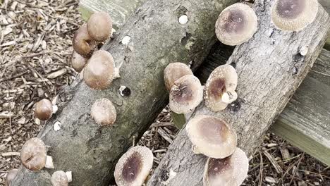 many mushrooms growing on trees