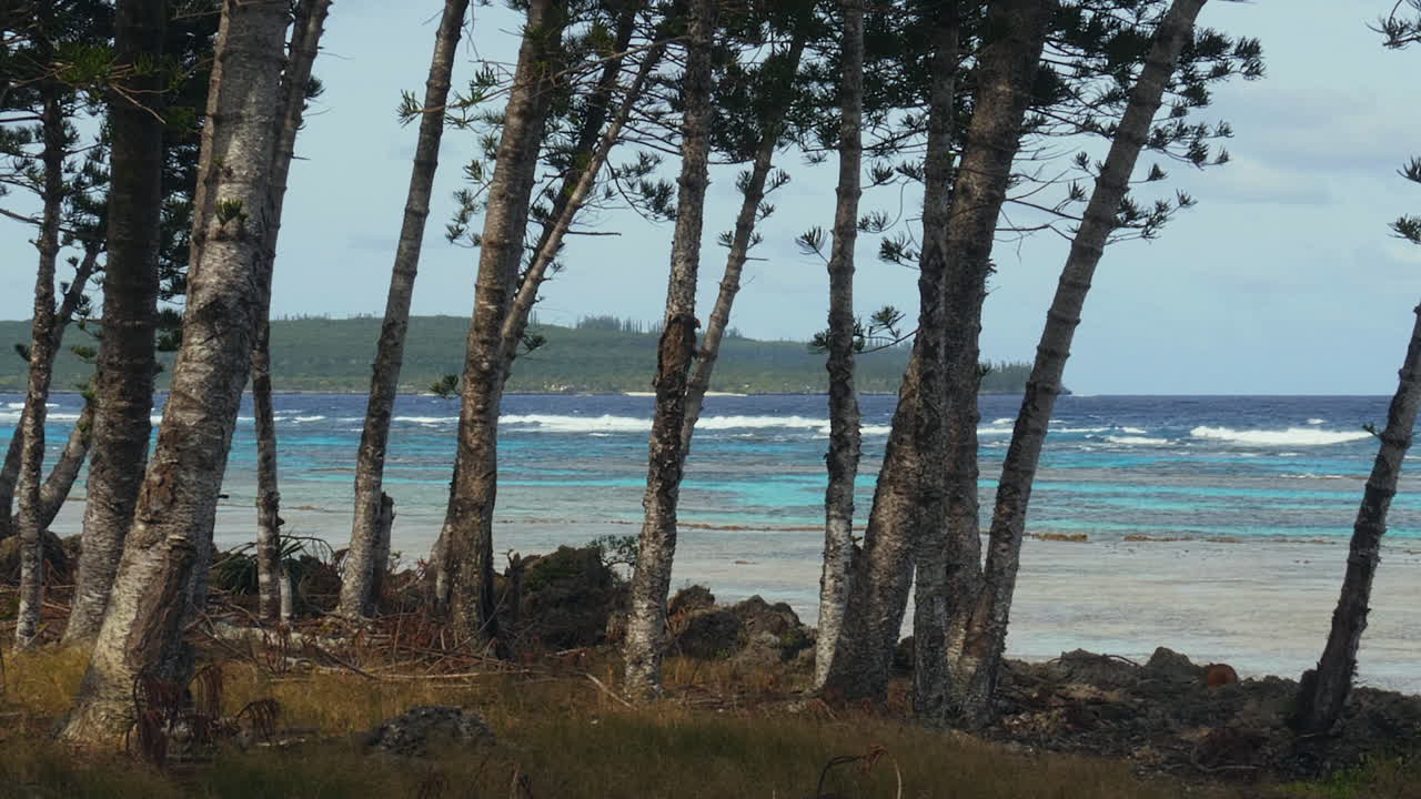 Trees waving in the wind, while waves hit the coast of Loyalty islands - Pan view