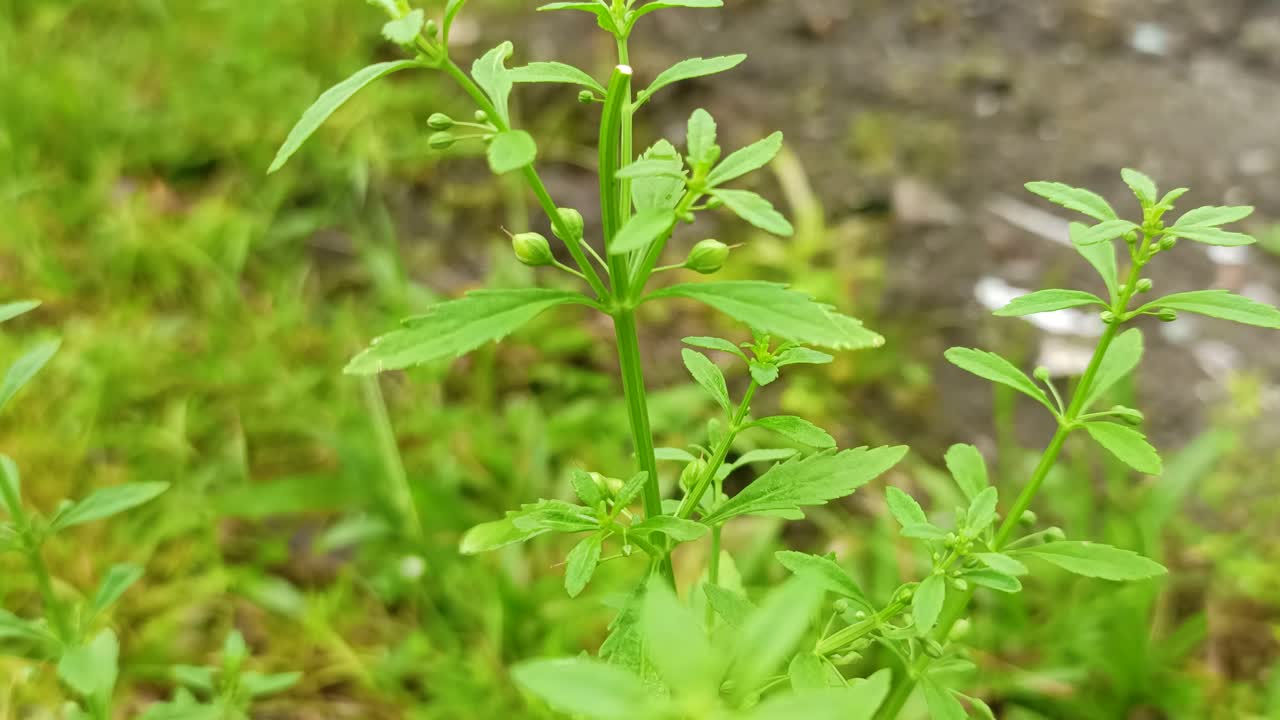 hoja de planta verde balanceándose en el viento