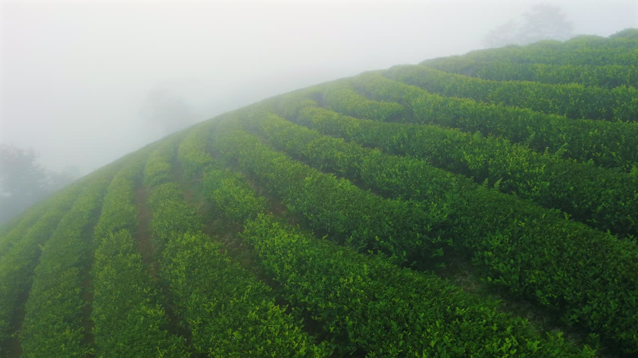Drone shot showcasing the unique rounded tea hills of Long Coc, Vietnam, with a panoramic view of the agricultural landscape and distant mountains