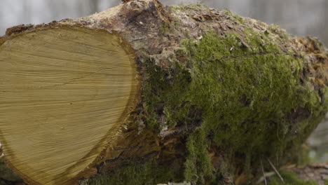Felled logs in woodland area with green moss, commercial timber industry