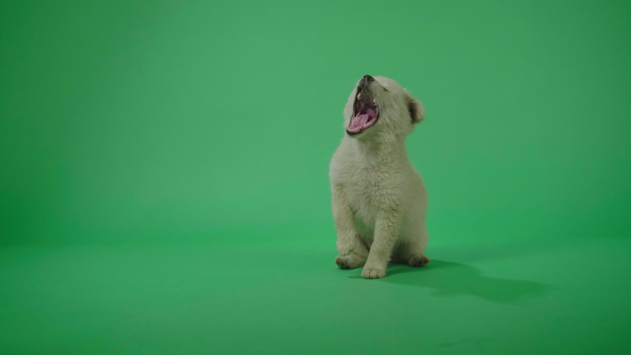 полный вид белой собаки зевает, сидя в зеленом экране студии