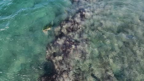 hungry green sea turtle foraging for food along