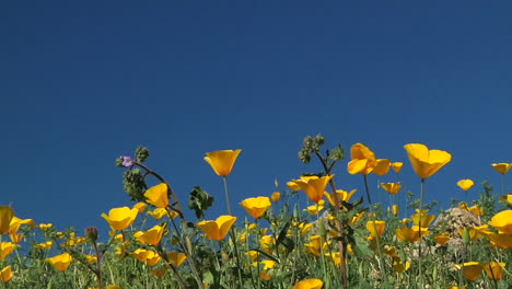 california poppies waving in a breeze