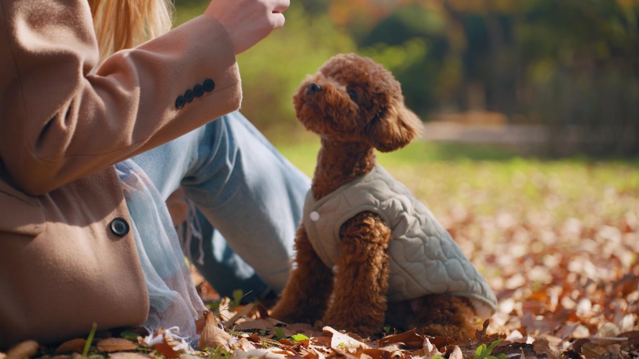 Cane che mangia uno snack dalla mano di una donna all'aperto in un parco autunnale - Primo piano. Giovane donna che nutre un barboncino toy seduto su un prato coperto di foglie autunnali cadute in una giornata di sole.