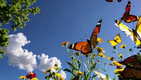 butterflies in flight amongst flowers