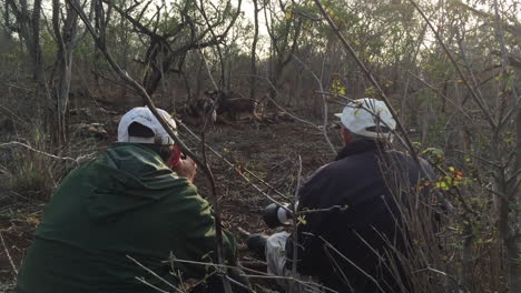 A-group-of-photographers-on-a-wildlife-photography-safari-get-close-up-photographs-of-African-Wild-dogs,-Lycaon-pictus-during-winter-at-Zimanga-Game-reserve-in-the-KwaZulu-Natal-region-of-South-Africa