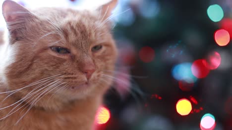 ginger cat with christmas lights bokeh background