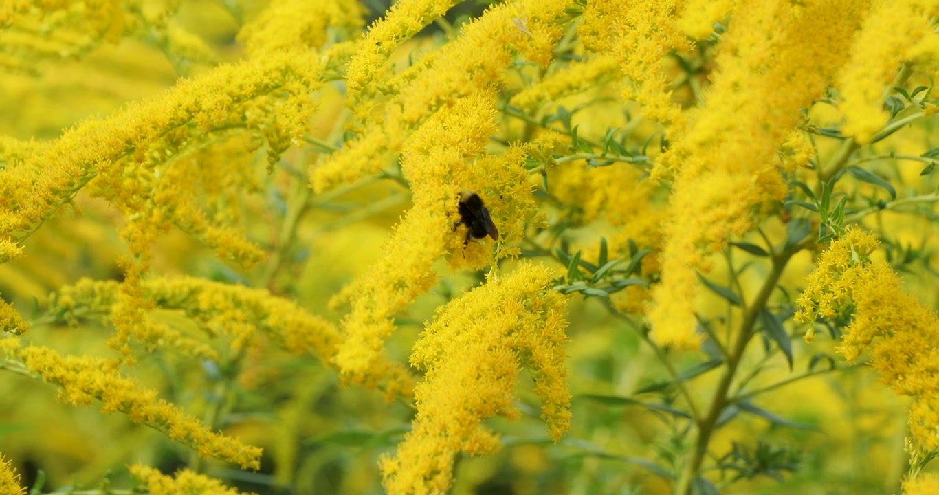 Mamangava de rosto amarelo polinizando Solidago (Vara-de-ouro) nos Jardins Butchart de Victoria, Colúmbia Britânica, Canadá.