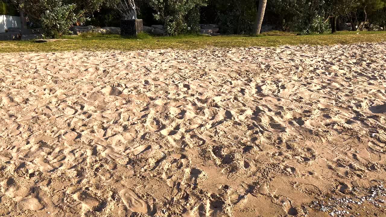 나무 와 은 하늘 이 있는 해변 장면