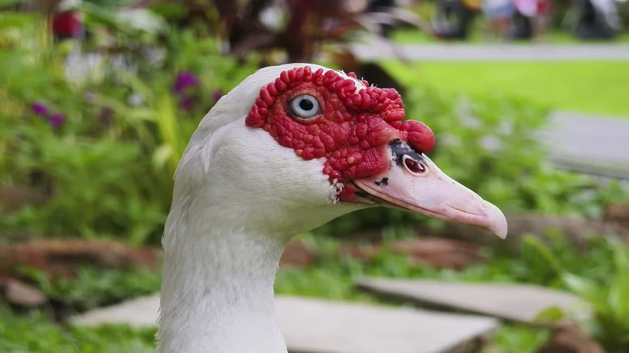 빨간 머리 를 가진  오리 의 클로즈업