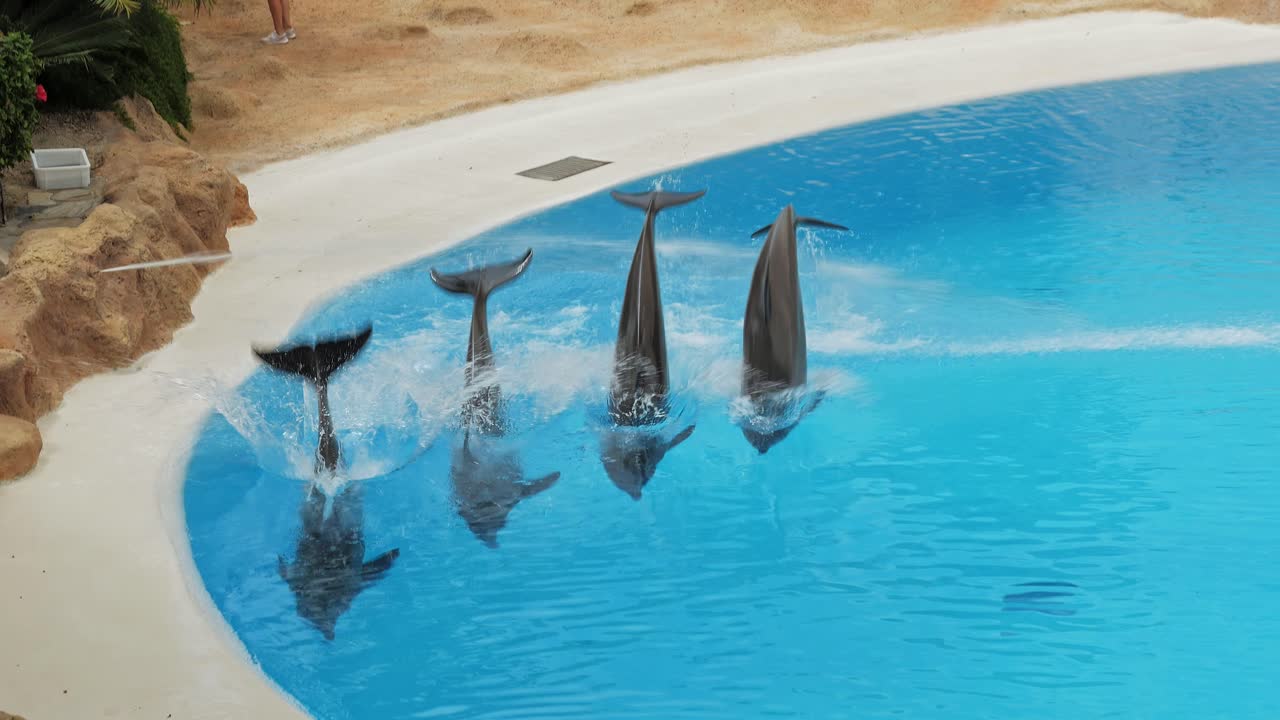 Group of four dolphins jumps over water jets during dolphin show in Loro Parque, Tenerife.