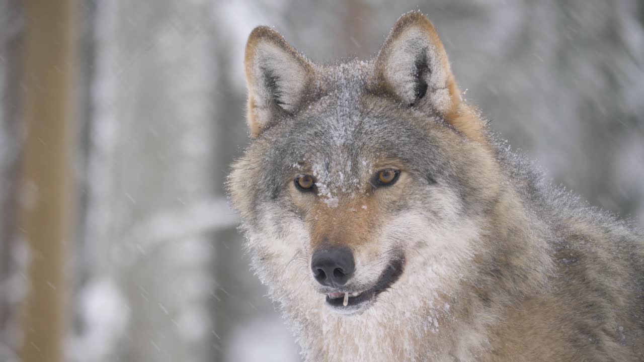 tonto lobo gris escandinavo bajo una suave nevada en el bosque del norte - primer plano medio