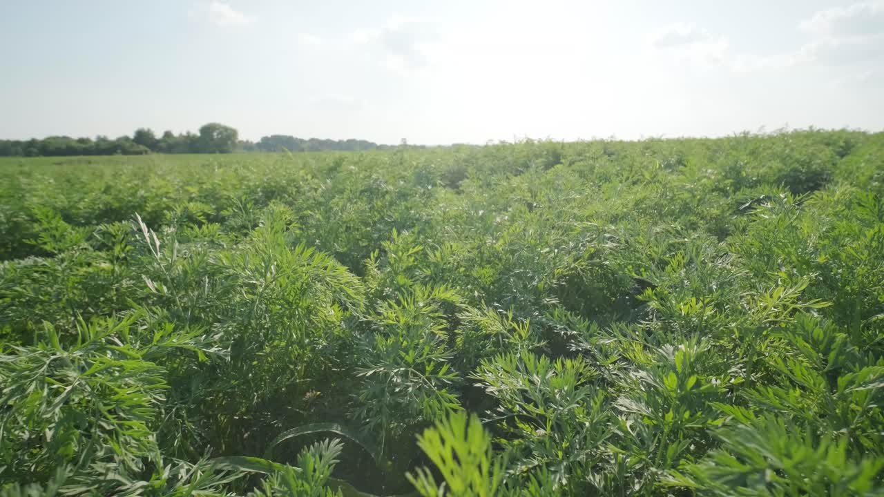 Bela vista de brotos verdes em solo fértil no campo.