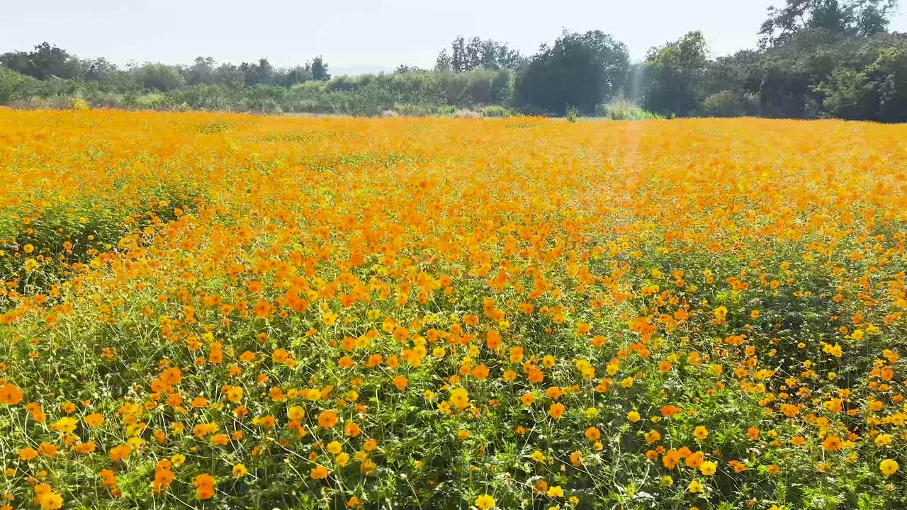 빛 아래 노란 꽃의 넓은