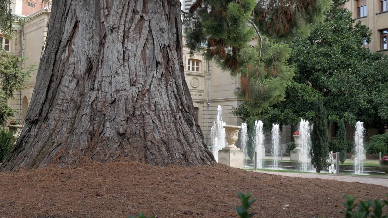 A large sequoia tree with pine needles, a fountain, and a beautiful, historic building in Pamplona