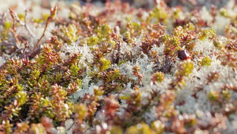 Flechtenmoos-Der-Arktischen-Tundra-Aus-Nächster-Nähe.-Es-Kommt-Hauptsächlich-In-Gebieten-Der-Arktischen-Tundra-Und-Der-Alpentundra-Vor-Und-Ist-äußerst-Kälteresistent.-Cladonia-Rangiferina,-Auch-Als-Rentierbecherflechte-Bekannt.