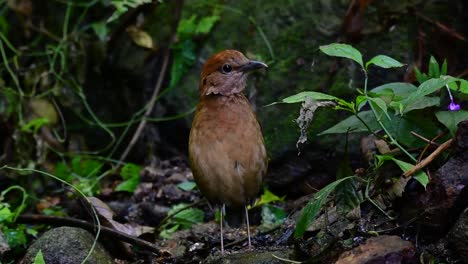 la pitta de nuca oxidada es un ave confiada que se encuentra en hábitats de bosques montañosos de gran altura, hay muchos lugares en tailandia para encontrar esta ave