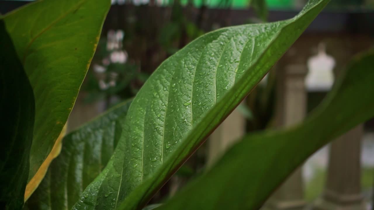 Scatto dettagliato della superficie di una foglia verde dopo la pioggia. Texture organica, atmosfera di natura tranquilla e concetto eco-compatibile