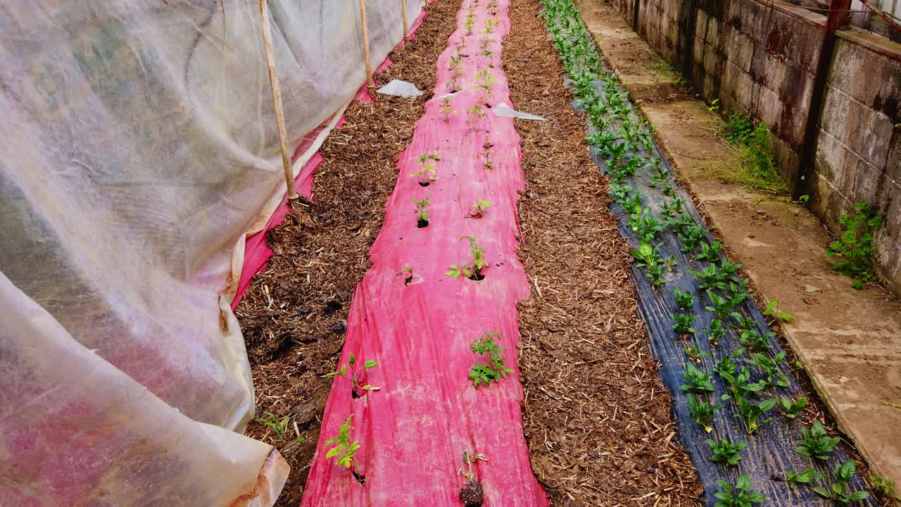 젊은 토마토 식물이 재배되고 있는 가난한 사람의 온실