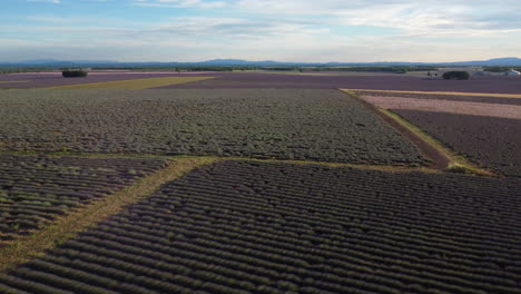 lavender field in valensole aerial view, agriculture in provence, france