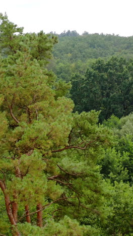 forest in summer. flying beetween green pine trees. mixed trees with green leaves. beautiful woodland. fresh nature. aerial view. vertical video