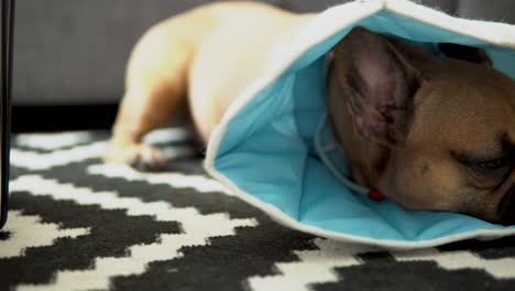 a lone french bulldog with pet cone lying down on the carpeted floor inside the house - close up, panning shot