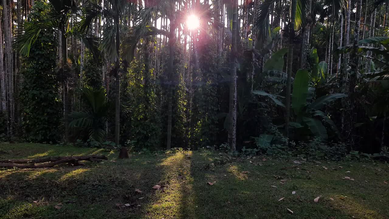 areca 너트 농장을 통해 빛나는 가면. 공전