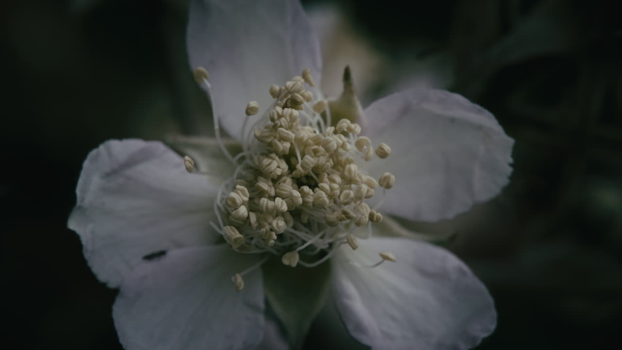 Macro close-up view of blackberry flower, Rubus fruticosus, with stamens, anthers and filaments.