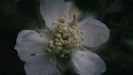 macro close-up view of blackberry flower, rubus fruticosus, with stamens, anthers and filaments.