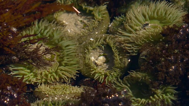 Anemoni di mare a Cape Perpetua, Oregon - Scatto ravvicinato