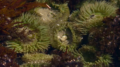 sea anemones in cape perpetua, oregon - close up shot