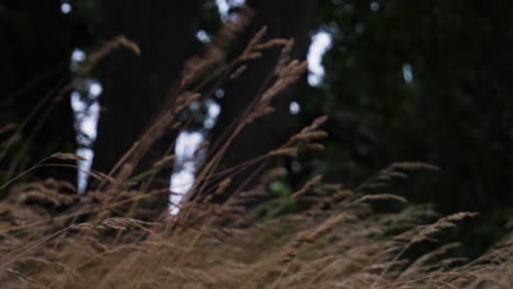 Handheld-Nahaufnahme-Beigefarbener-Strohhalme-Aus-Trockenem-Gras,-Die-An-Einem-Trüben-Grauen-Tag-In-Einem-Park-In-Borås,-Schweden,-Mit-Sanften-Bewegungen-Im-Wind-Wehen