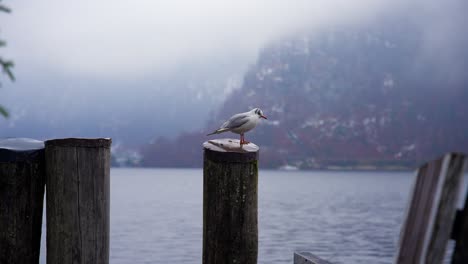 Clip-Filmado-En-Europa-En-Austria-Desde-Un-Pueblo-Llamado-Hallstatt-Que-Está-Junto-A-Un-Lago