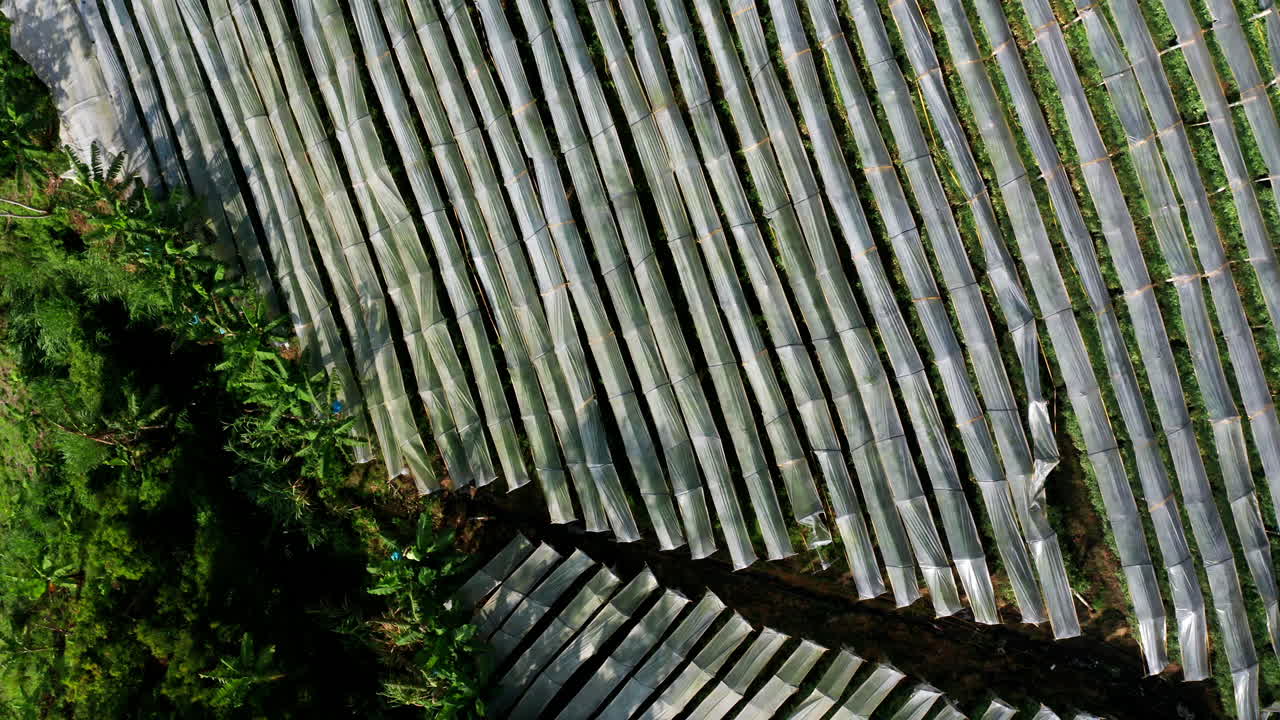 토마토 작물 의 위 에서 아래 로의 무인기 시각