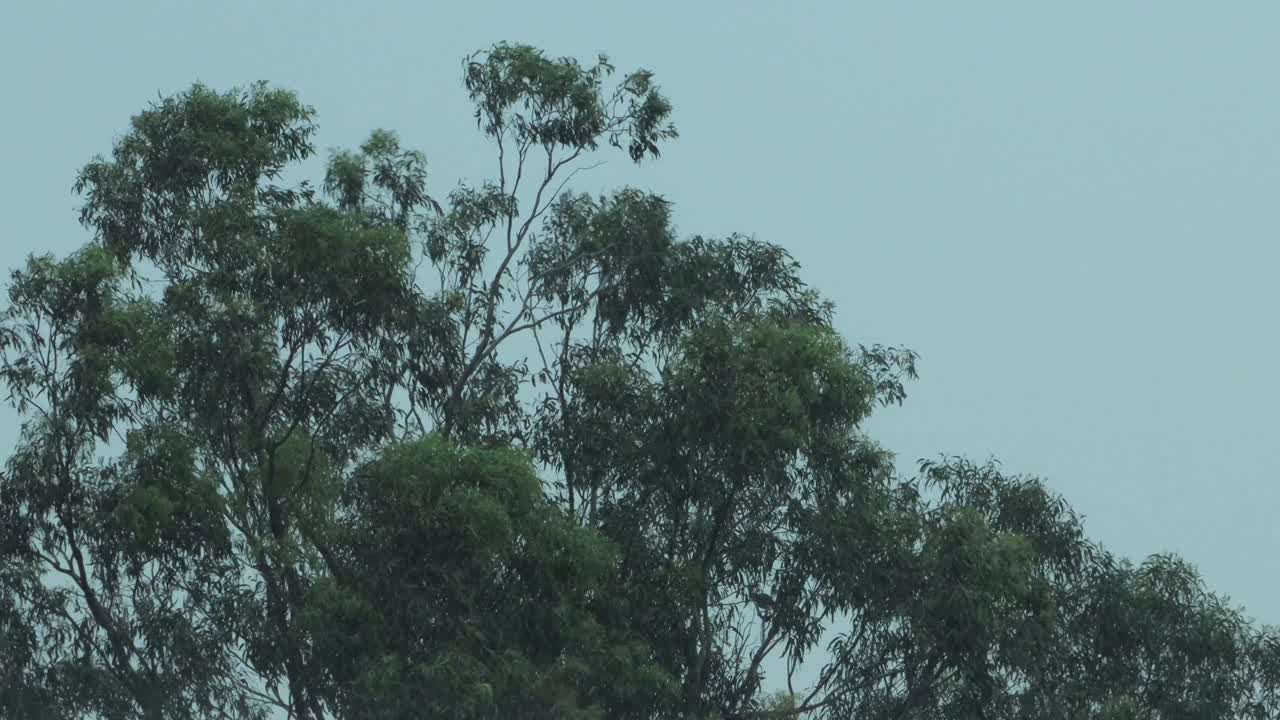 Thunderstorm Big Gum Trees in Heavy Wind And Rain Australia Victoria Gippsland Maffra Lightning