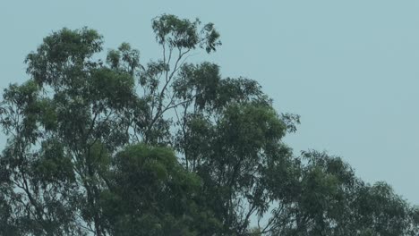 Gewitter-Große-Eukalyptusbäume-Bei-Starkem-Wind-Und-Regen-Australien-Victoria-Gippsland-Maffra-Blitz